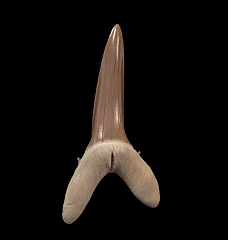 Rare Striatolamia rossica tooth for sale | Buried Treasure Fossils