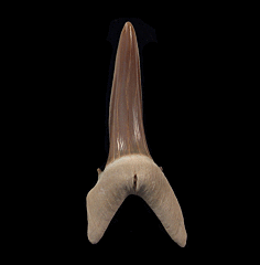 Rare Striatolamia rossica tooth for sale | Buried Treasure Fossils