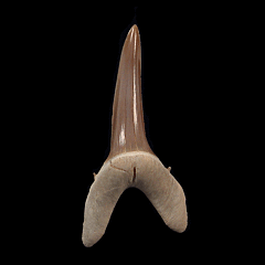 Rare Striatolamia rossica tooth for sale | Buried Treasure Fossils