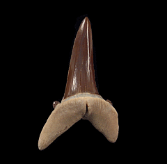 Striatolamia tooth for sale | Buried Treasure Fossils