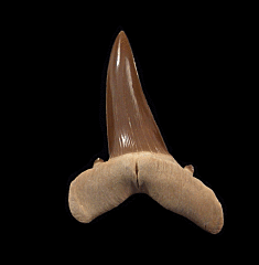 Big Striatolamia tooth from Kazakhstan | Buried Treasure Fossils  