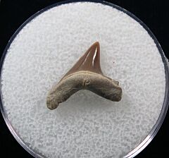 Alopias hermani shark tooth - Kazakhstan | Buried Treasure Fossils