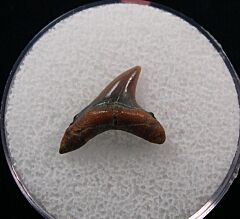 Alopias hermani shark tooth - Kazakhstan | Buried Treasure Fossils