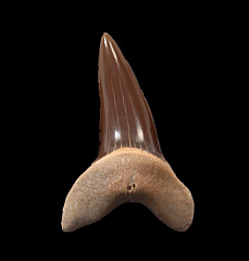 Isurus praecursor tooth - Kazakhstan | Buried Treasure Fossils