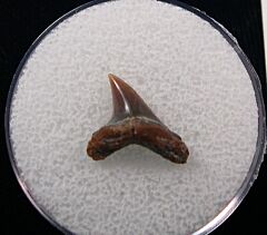 Rare Alopias hermani tooth - Kazakhstan for  sale | Buried Treasure Fossils