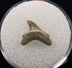 Rare Alopias hermani tooth for sale | Buried Treasure Fossils