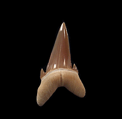 Top quality Hypotodus tooth for sale |Buried Treasure Fossils   