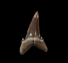 Top quality Hypotodus shark tooth for sale | Buried Treasure Fossils   