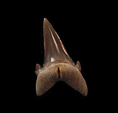 Hypotodus verticalis tooth for sale | Buried Treasure Fossils