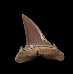 Real Kazakhstan Hypotodus tooth for sale | Buried Treasure Fossils