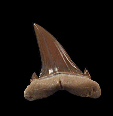 Hypotodus verticalis tooth for sale | Buried Treasure Fossils