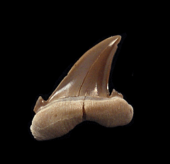 Kazakh Hypotodus verticalis tooth for sale | Buried Treasure Fossils