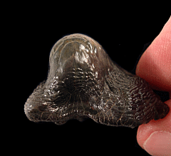 Ptychodus rugosus tooth for sale from Zharyk, Kazakhstan | Buried Treasure Fossils