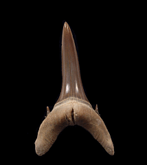 Top quality Mennerotodus tooth for sale | Buried Treasure Fossils