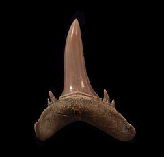 Rare Mennerotodus shark tooth from Kazakhstan | Buried Treasure Fossils