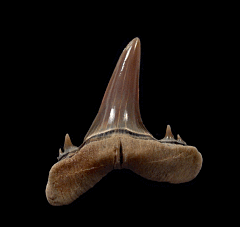 Mennerotodus tooth for sale | Buried Treasure Fossils