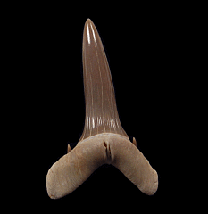 Turania andrusovi tooth | Buried Treasure Fossils