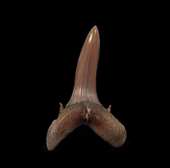 Rare Turania andrusovi tooth | Buried Treasure Fossils