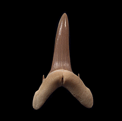 Rare Turania andrusovi tooth for sale | Buried Treasure Fossils