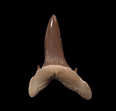 Rare Turania tooth for sale | Buried Treasure Fossils