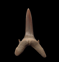 Turania tooth for sale | Buried Treasure Fossils