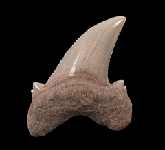 Top Quality Kazakhstan Auriculatus tooth for sale | Buried Treasure Fossils