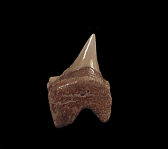 Auriculatus parasymphyseal tooth | Buried Treasure Fossils