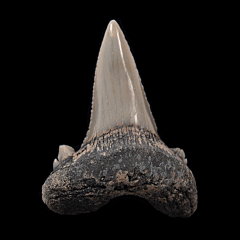 Aksuaticus transition tooth for sale | Buried Treasure Fossils