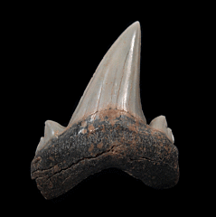 Kazakhstan Otodus obliquus tooth for sale | Buried Treasure Fossils