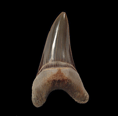 Real Cretoxyrhina mantelli shark tooth for sale | Buried Treasure Fossils