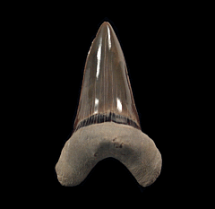 Kansas Cretoxyrhina mantelli tooth for sale | Buried Treasure Fossils