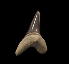 Real Cretoxyrhina mantelli tooth for sale | Buried Treasure Fossils