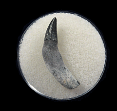 Dolphin tooth from No. Carolina | Buried Treasure Fossils