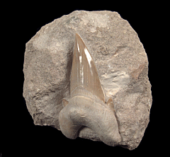 Otodus Shark Teeth for Sale | Buried Treasure Fossils