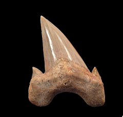 Otodus shark tooth for sale | Buried Treasure Fossils