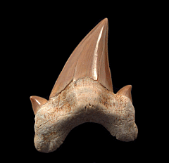 Otodus shark tooth for sale | Buried Treasure Fossils