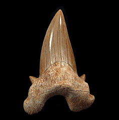 Otodus Shark Teeth for Sale | Buried Treasure Fossils