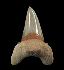 Moroccan Otodus auriculatus tooth | Buried Treasure Fossils