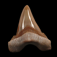 Moroccan Otodus sokolovi tooth | Buried Treasure Fossils