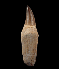 Massive Prognathodon mosasaur tooth with root for sale | Buried Treasure Fossils