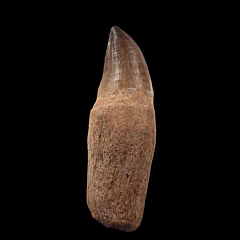 Prognathodon tooth for sale | Buried Treasure Fossils