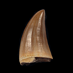 Mosasaurus tooth | Buried Treasure Fossils