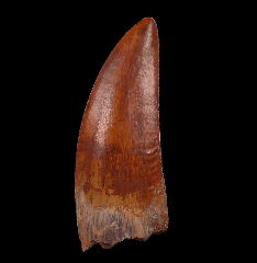 Cretaceous Carcharodontosaurus dinosaur tooth for sale | Buried Treasure Fossils