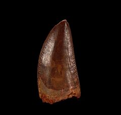 Moroccan Carcharodontosaurus tooth for sale | Buried Treasure Fossils