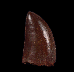 Cretaceous Carcharodontosaurus dinosaur tooth for sale | Buried Treasure Fossils