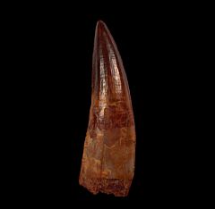 EXTRA LARGE Spinosaurus tooth for sale | Buried Treasure Fossils