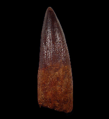 Spinosaurus aegyptiacus tooth for sale | Buried Treasure Fossils 