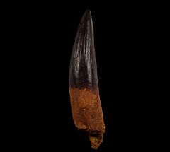 Juvenile Spinosaurus aegyptiacus tooth for sale | Buried Treasure Fossils