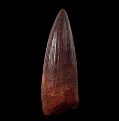 Juvenile Spinosaurus aegyptiacus tooth for sale | Buried Treasure Fossils