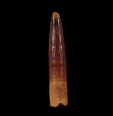 Kem Kem Titanosaur tooth | Buried Treasure Fossils